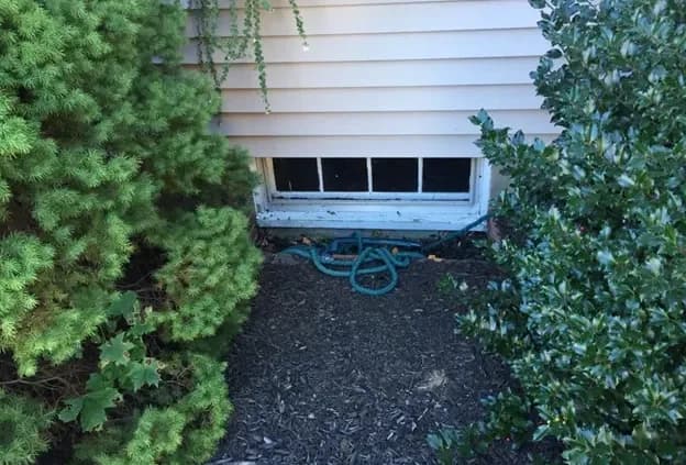A small basement window is flanked by dense evergreen shrubs, with a coiled garden hose on mulch below, creating a hidden, serene garden nook.