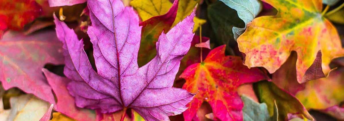 A vibrant arrangement of autumn leaves in shades of purple, red, yellow, and green, conveying a lively, colorful, and serene fall atmosphere.